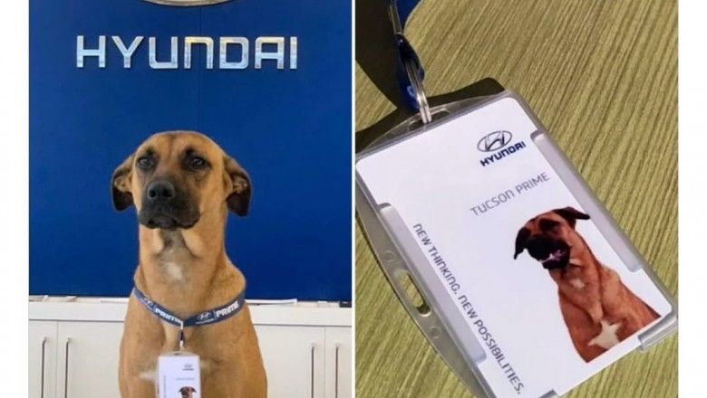 Bezdomny pies został „pracownikiem” salonu Hyundaia w Brazylii. Teraz jest lokalną gwiazdą