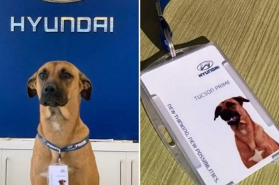 Bezdomny pies został „pracownikiem” salonu Hyundaia w Brazylii. Teraz jest lokalną gwiazdą
