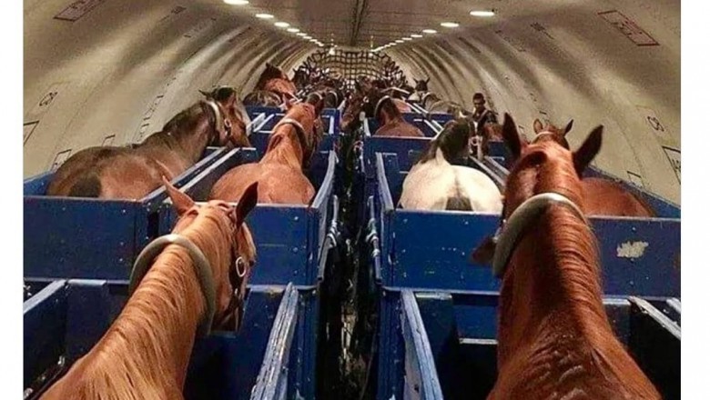 Konie olimpijskie latają samolotami „Air Horse One”. Na pokładzie mają boksy i własne paszporty