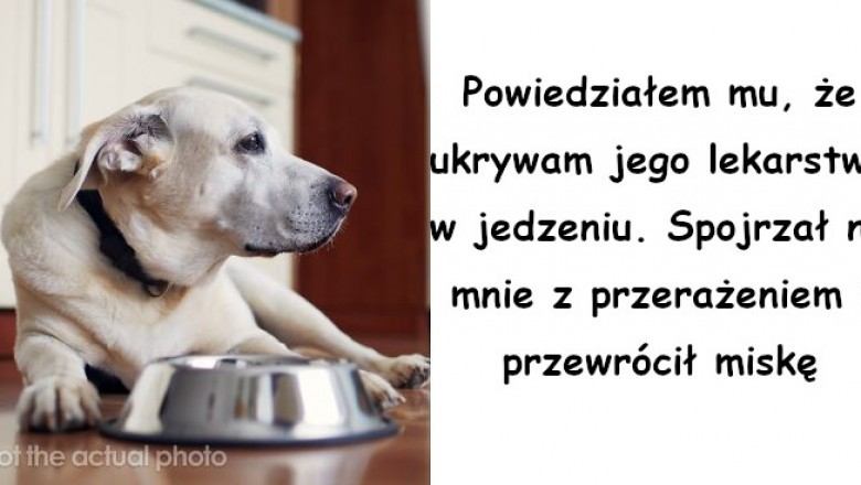 5 historii, w których zwierzaki udowodniły swoim właścicielom, że są naprawdę mądre