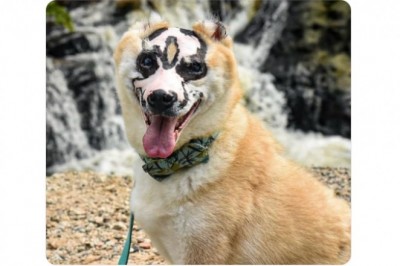 Spłonął w pożarze domu, a dziś pomaga innym. Historia niezwykłego psa Taki