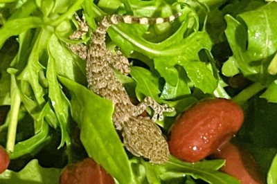 Zrobiła sałatkę i aż krzyknęła. W rukoli z Lidla znalazła żywego gekona