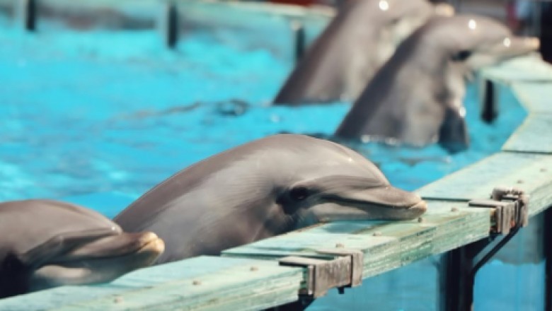 Meksyk zakazał pokazów z delfinami. Zwierzęta trafią do morskich rezerwatów