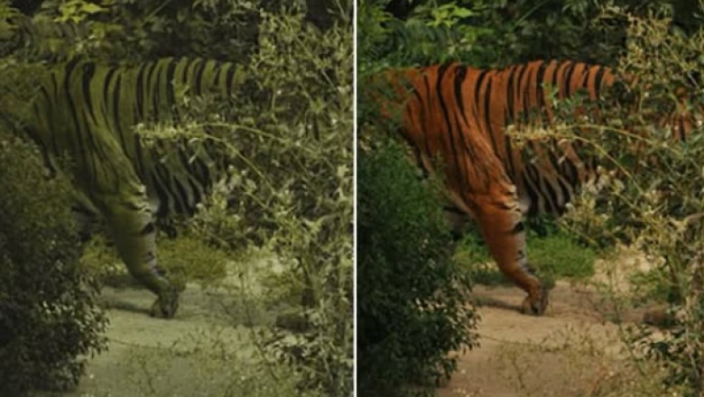 Dlaczego tygrysy dla swoich ofiar nie są pomarańczowe? Zaskakujący efekt natury