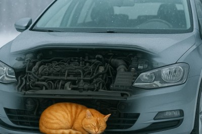 Zima to trudny czas dla zwierząt. Oto jak możesz im pomóc