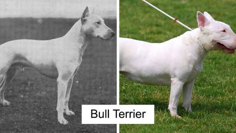 Bull terrier kiedyś i dziś. Jak hodowcy całkowicie zmienili wygląd tej rasy w 100 lat
