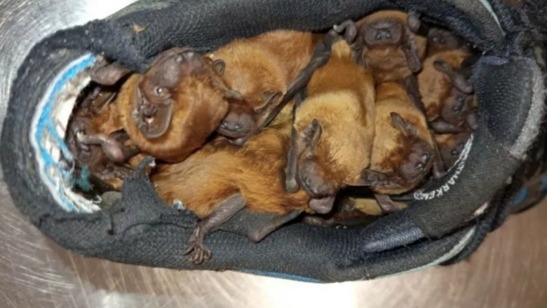 W swoich butach, znalazł w nich 20 nietoperzy. Nietypowa sytuacja w Warszawie