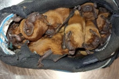 W swoich butach, znalazł w nich 20 nietoperzy. Nietypowa sytuacja w Warszawie