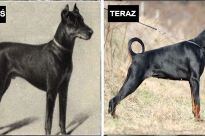 Zdjęcia pokazujące jak zmieniły się  rasy psów na przestrzeni ostatnich 100 lat