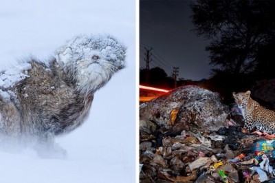 Zapierające dech w piersiach zdjęcia z konkursu Nature inFocus 2025