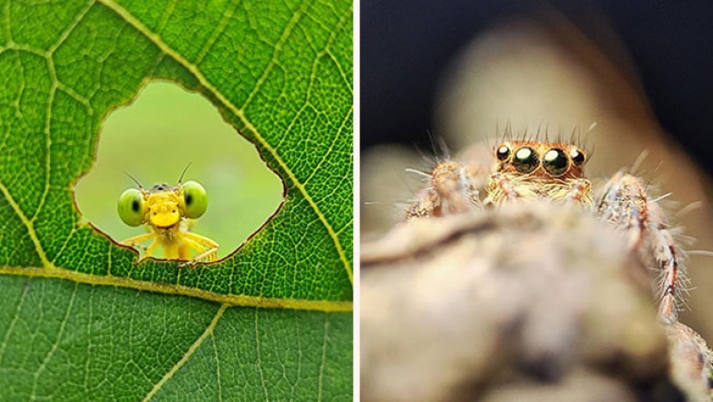 Zdumiewające zdjęcia makro odsłaniają sekretne życie owadów