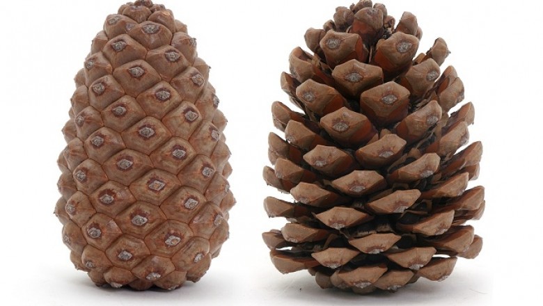 Szyszki działają jak naturalne higrometry. Wystarczy spojrzeć, by wiedzieć, jaka jest wilgotność powietrza