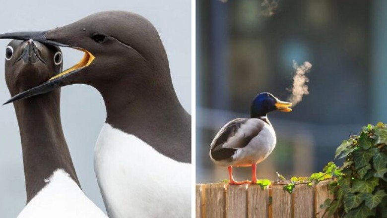 Najzabawniejsze zdjęcia dzikiej przyrody 2025 zostały wybrane i musisz je zobaczyć