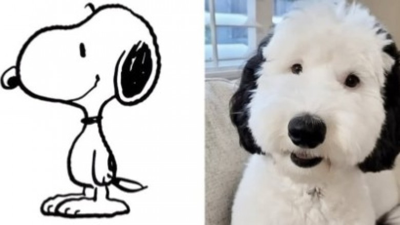 Wygląda jak Snoopy, ale to prawdziwy pies. Bayley podbija internet