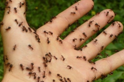 Na całym świecie jest tak dużo mrówek, że ich łączna masa robi wrażenie