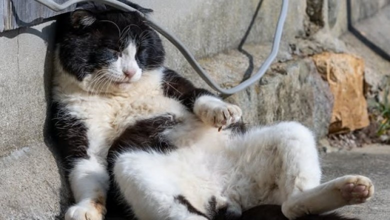 Fotograf, który pokazał bezdomne koty jak bohaterów z bajki