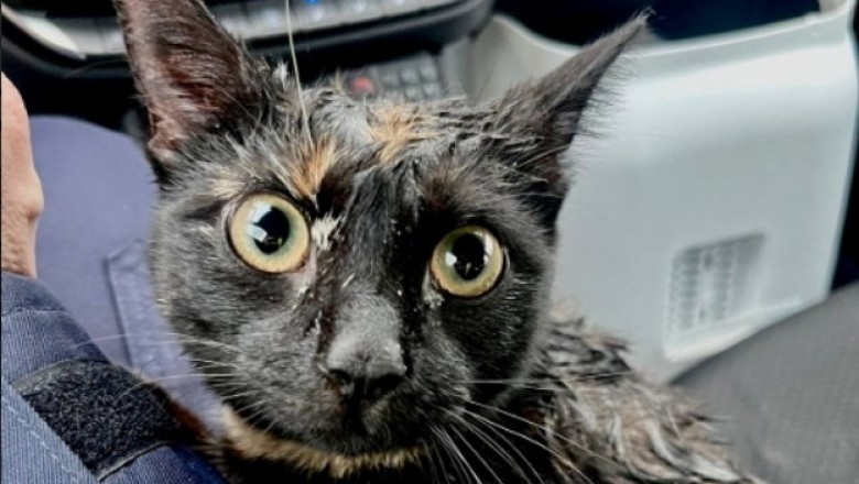 Wypadek pod Reczem, policjanci zaopiekowali się czworonożnym uczestnikiem zdarzenia