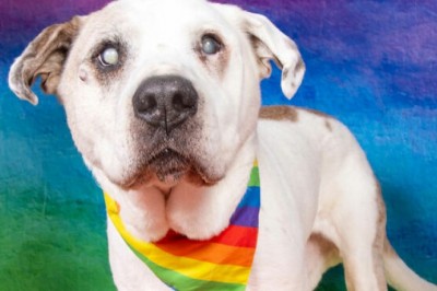 „Sanktuarium dla starszych psiaków” zorganizowało sesję zdjęciową swoich podopiecznych.