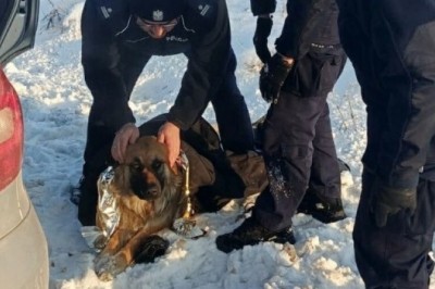 Policjanci uratowali psa, który przymarzł do pobocza.  Opublikowali zdjęcia z interwencji.