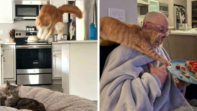 Te zdjęcia udowadniają, że Rude Koty zasługują na swoją opinie