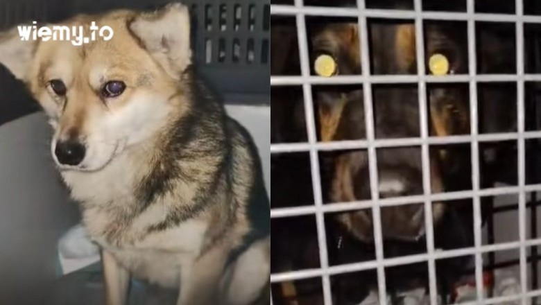 Nocna ewakuacja schroniska w Sobolewie. W sieci pojawiły się nagrania z akcji, a na miejscu zapanował chaos