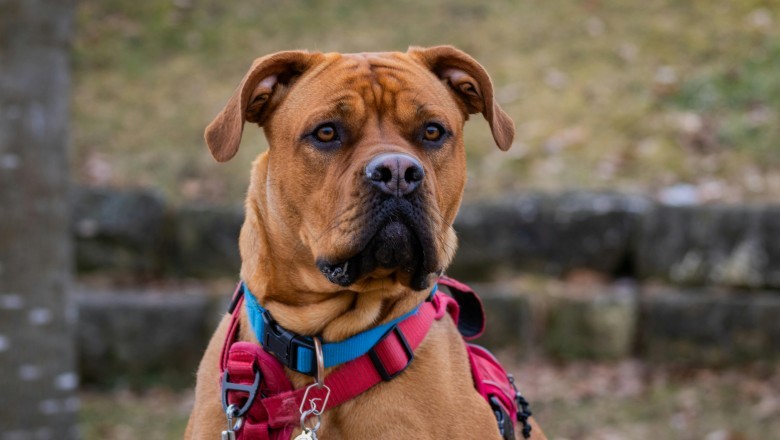 Prawie 60 tys. złotych będzie musiał zapłacić właściciel psa który pogryzł dziecko