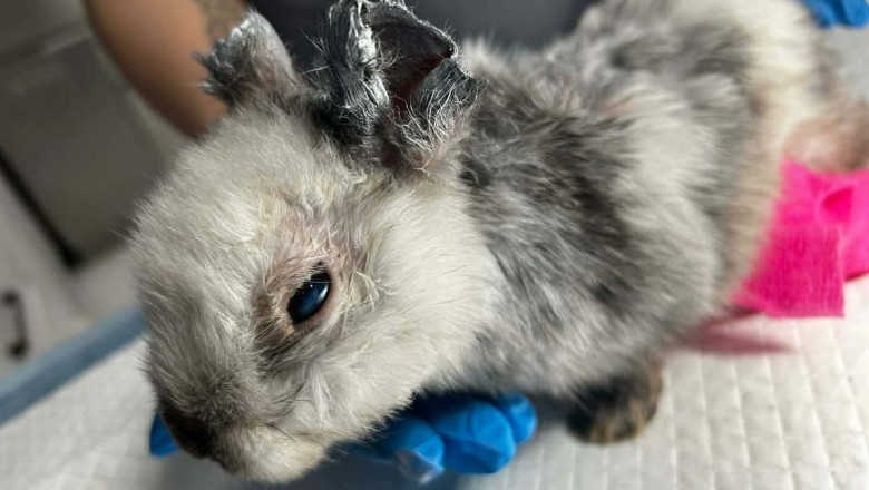 Skatowany królik na placu zabaw w centrum Krakowa. KTOZ walczy o życie Marcysia