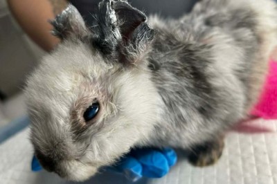 Skatowany królik na placu zabaw w centrum Krakowa. KTOZ walczy o życie Marcysia