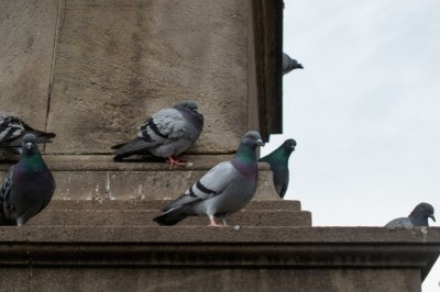 Kraków wprowadza antykoncepcję dla gołębi. Ma to ograniczyć liczbę ptaków