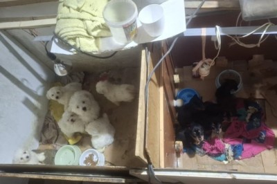 Policja rozbiła nielegalną hodowlę w gminie Piątek. Psiaki przebywały w drastycznych warunkach