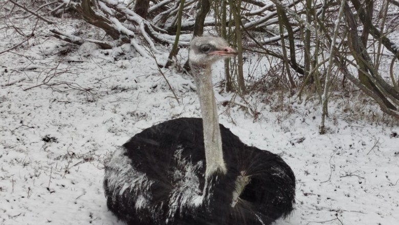 Z*walcil strusia i się tym chwalił. Dostał 7 lat bezwzględnego więzienia.