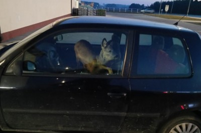 Przyjechała z sarną na siedzeniu do pracy. Na miejsce wezwała policję
