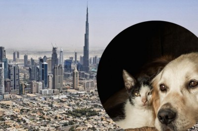 Influencerzy i bogaci turyści uciekali z Dubaju. Po ich wyjeździe zostały porzucone zwierzęta