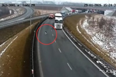 Dwa wystraszone cielaki wbiegły na autostradę A2. Kierowcy ruszyli z pomocą